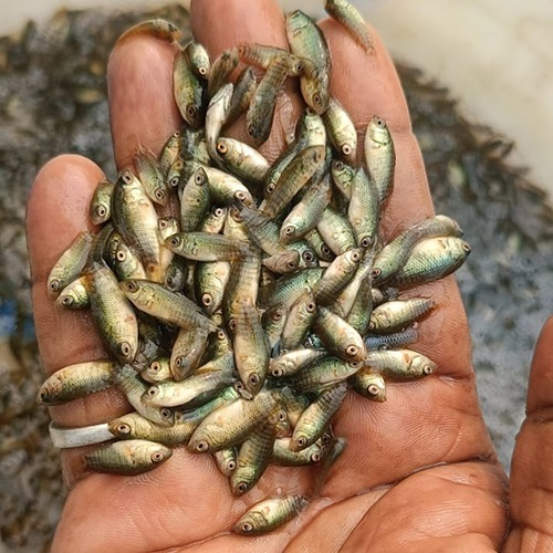 Koi Kawai Fish Seed