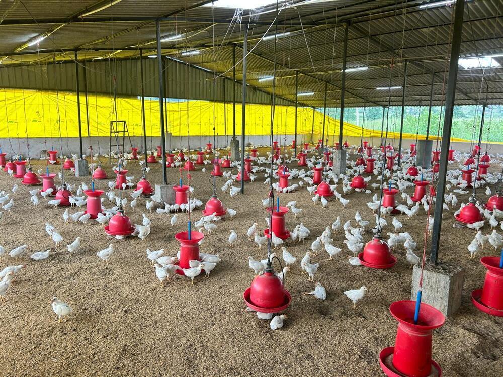 Industrial Poultry Farming