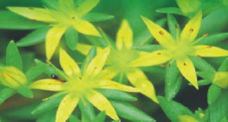 Safe-Green