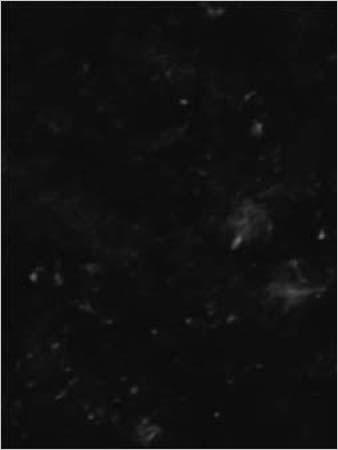 ब्लैक पर्ल