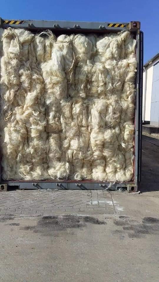 Natural Sisal Fibers in Bales