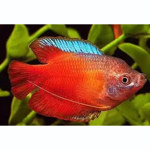 Red Lily Fish - Capacity: Depends On Aquarium Size