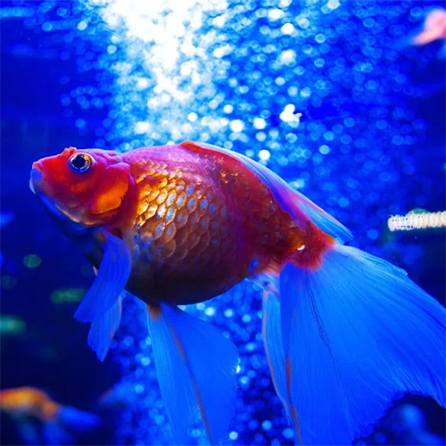 Nymph Goldfish - Capacity: Dependent On Aquarium Size (Recommend 20+ Liters Per Fish)