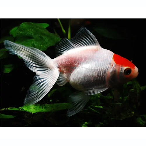 Tamasaba Fish - Capacity: Depends On Aquarium/pond Size