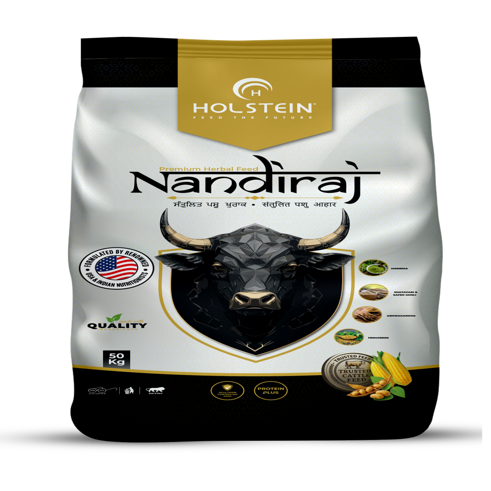 Bull Feed Nandiraj
