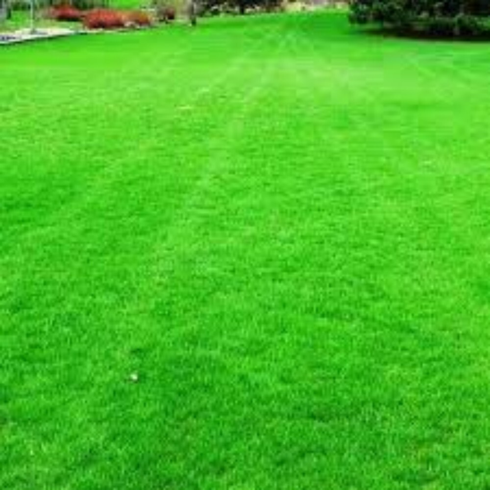 Selection No 1 Natural Grass