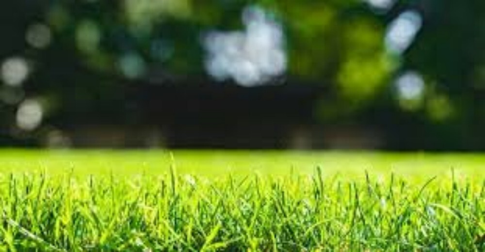 Selection No 1 Natural Grass