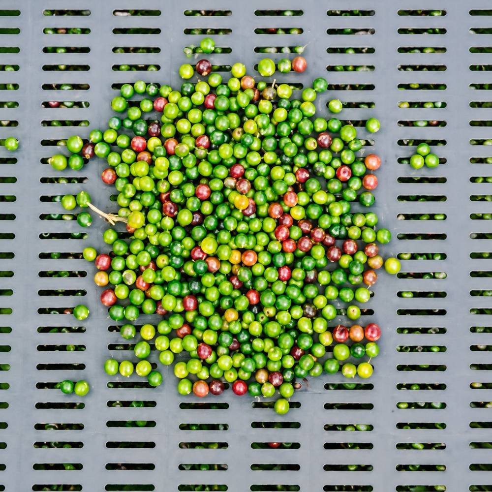 Mature Green Pepper