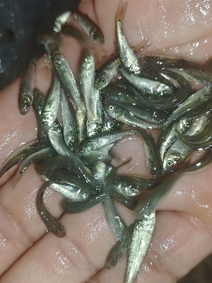 Katla Fish Seed - Size: 1/2 Inch