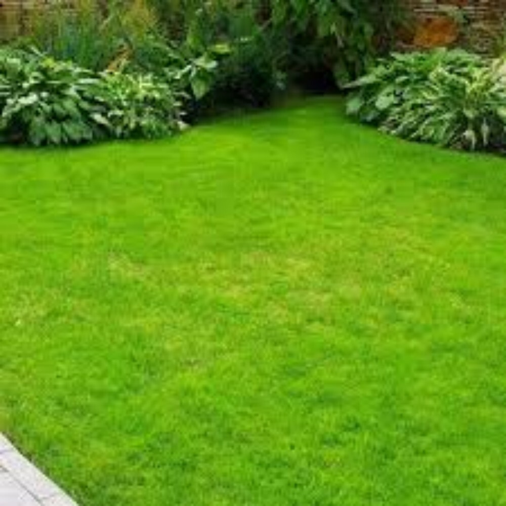 12mm Lawn Natural Grass