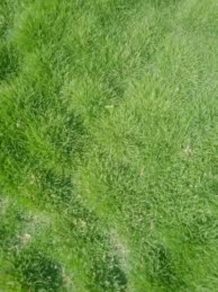 Cricket Pitch Natural Grass