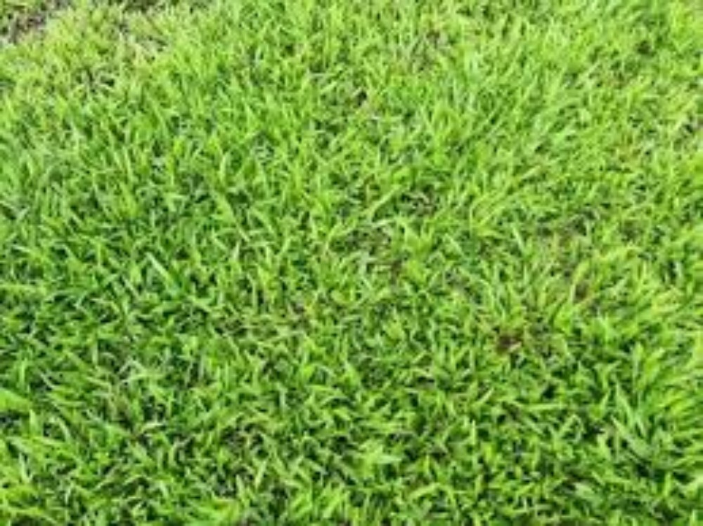 6ft Mexican Natural Grass