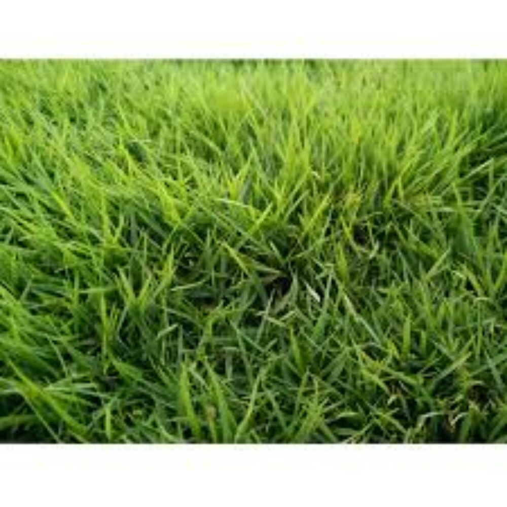 4ft Mexican Natural Grass