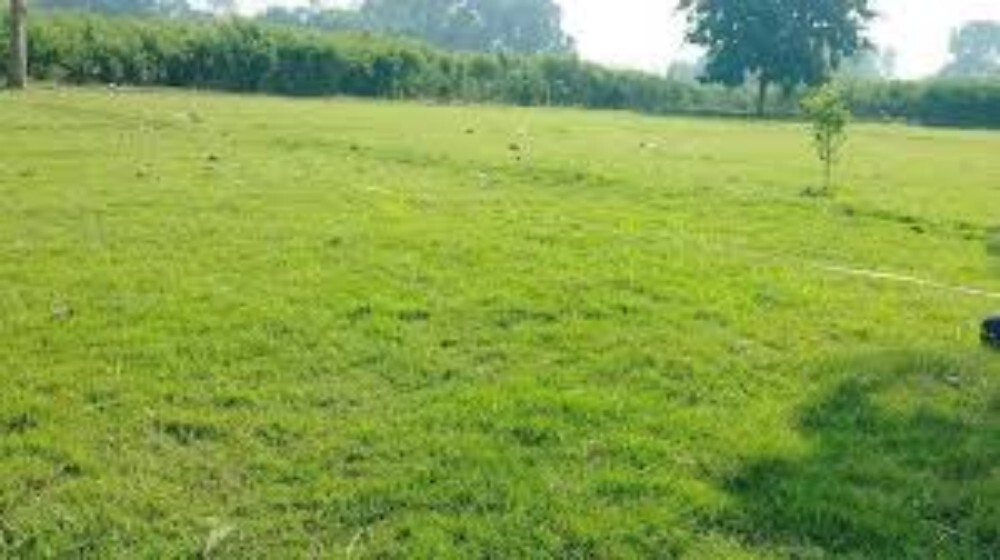 Cricket Ground Natural Grass