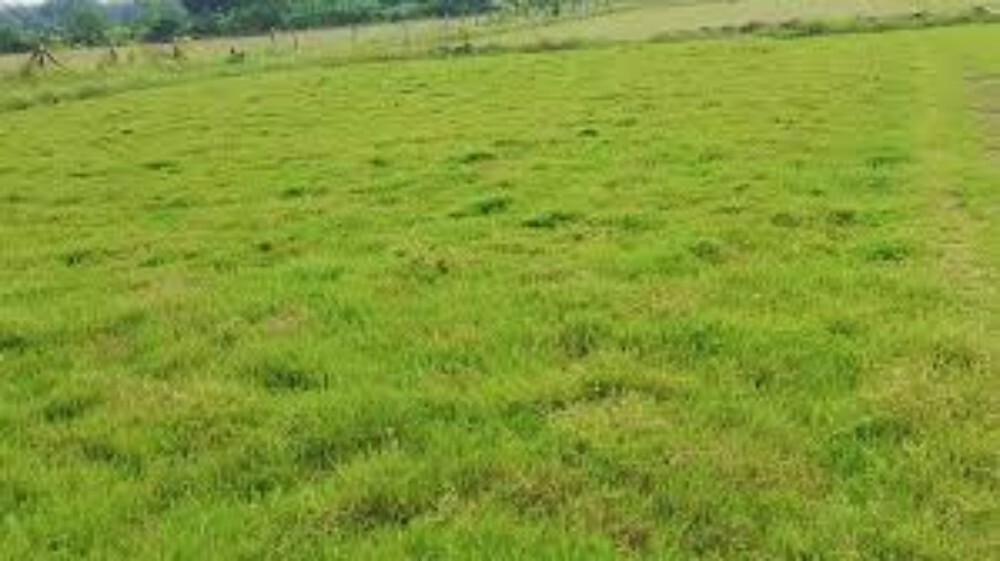 Selection No 1 Natural Grass