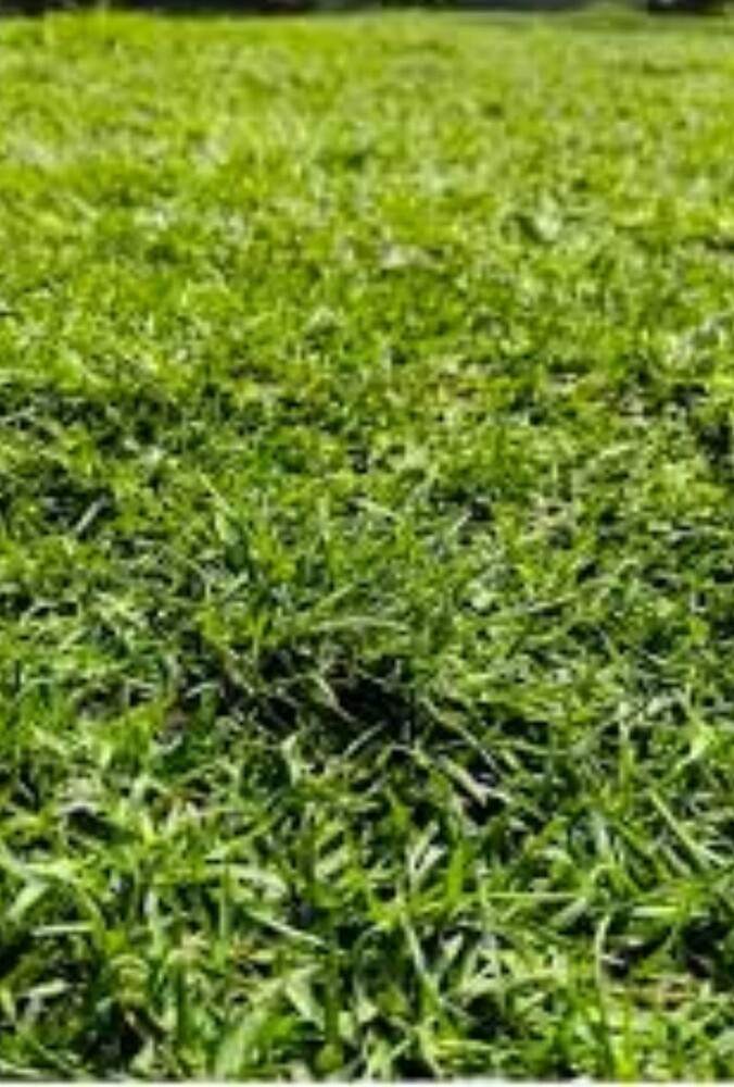 Selection No 1 Natural Grass