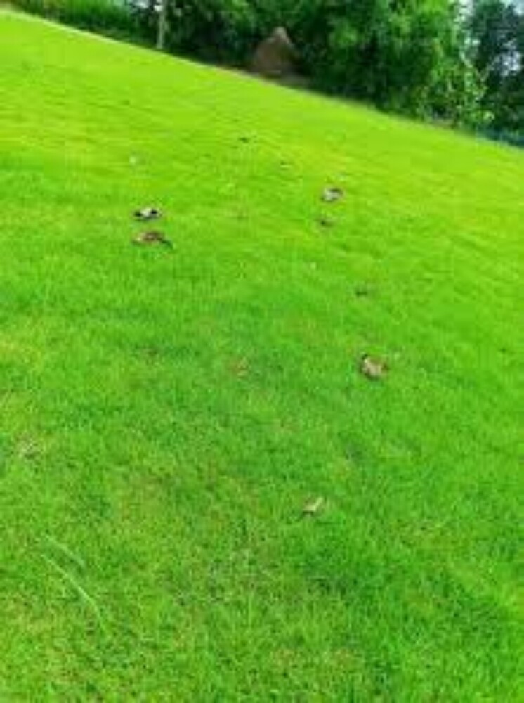 2ft Mexican Natural Grass