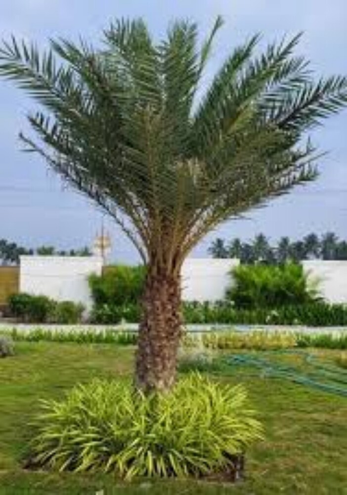Khajur Fruit Palm Plant