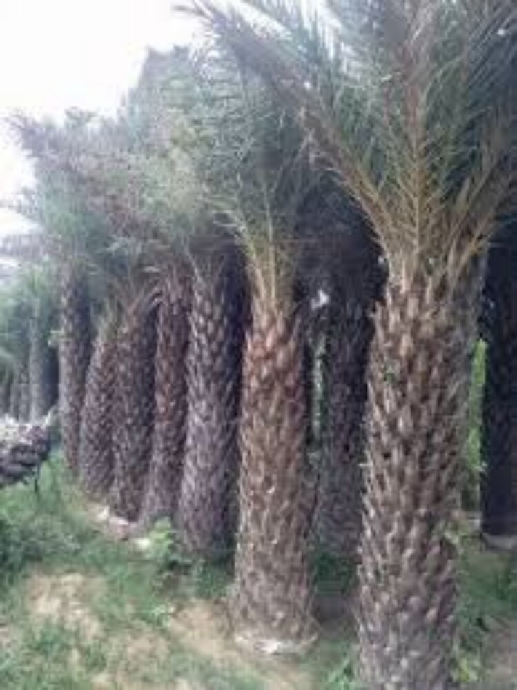 Khajur Fruit Palm Plant
