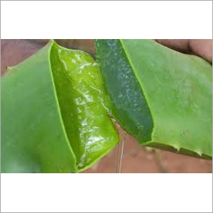 एलो वेरा जूस