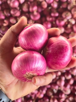 Pink Onion