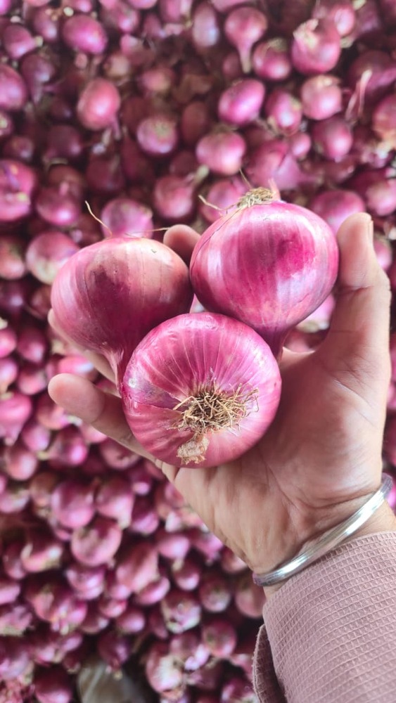 Pink Onion