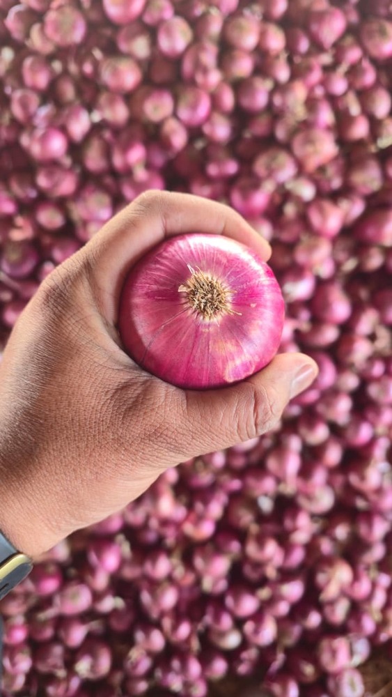 Pink Onion