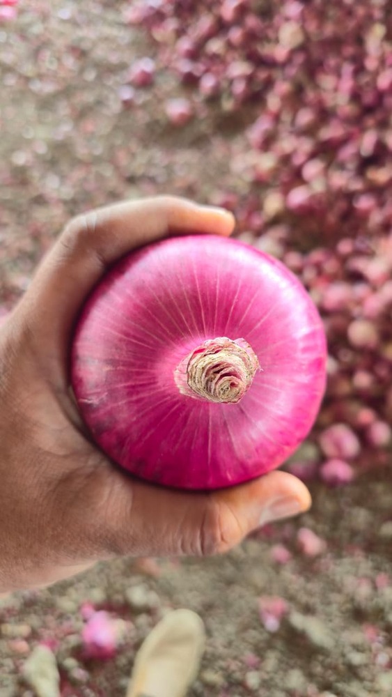 Pink Onion