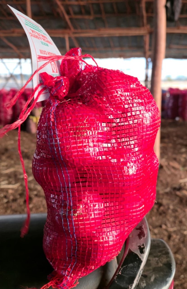 Pink Onion