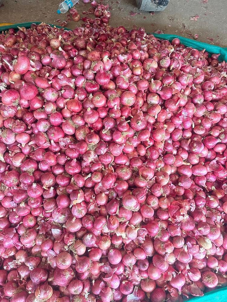 Fresh Onion