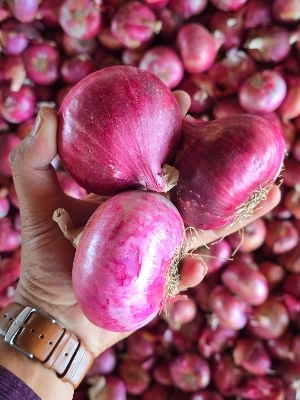 Fresh Onion