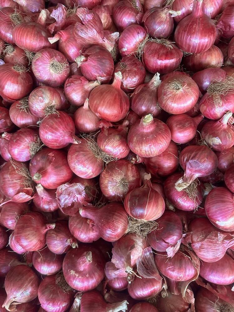 Fresh Onion