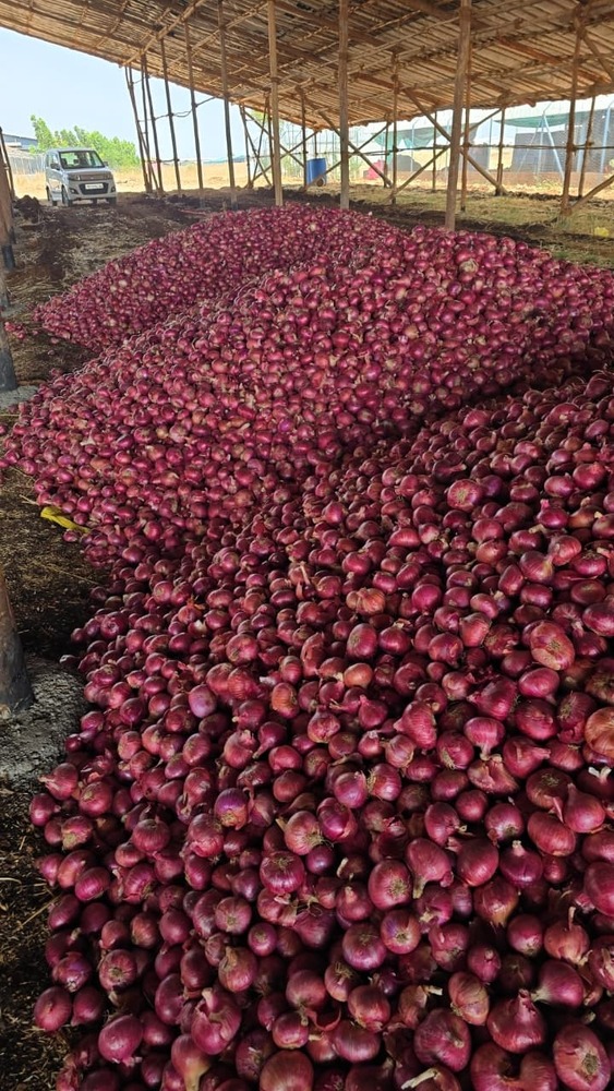 Fresh Onion