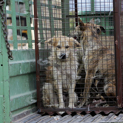 Dog Catcher Vehicle