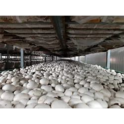 Mushroom Farming Chamber