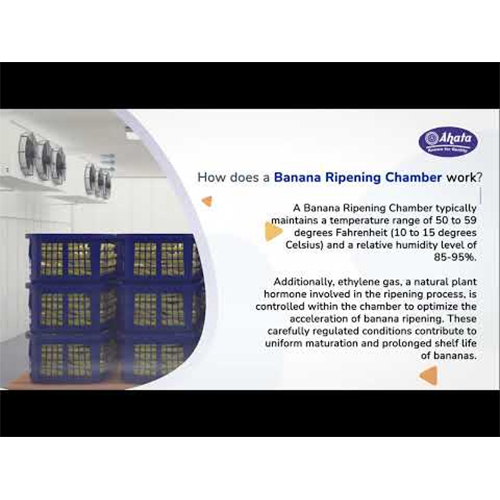 Semi-Automatic Ripening Chamber