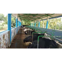 Cattle Farm Shed