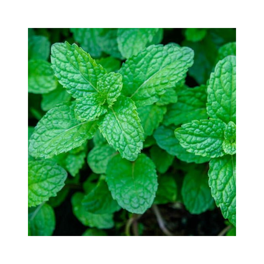 Mint leaves