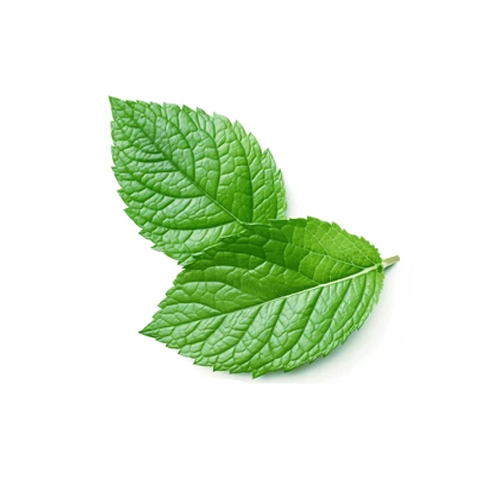Mint leaves