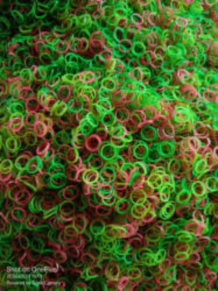 Nylon Rubber Band