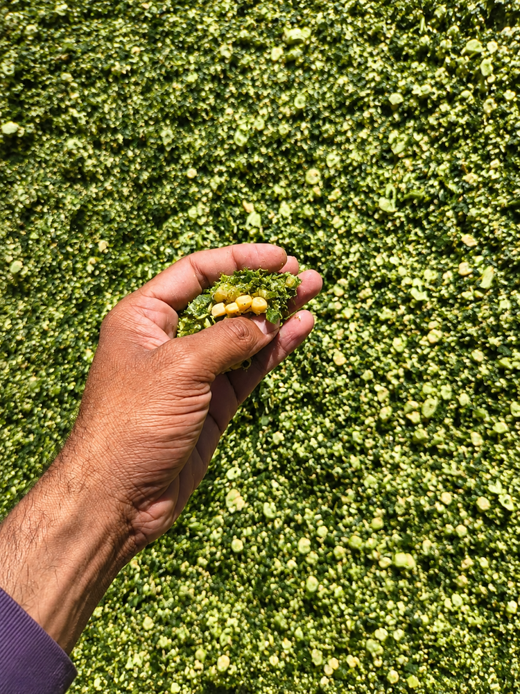 Silage Animal Feeds