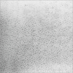 V-oceanic