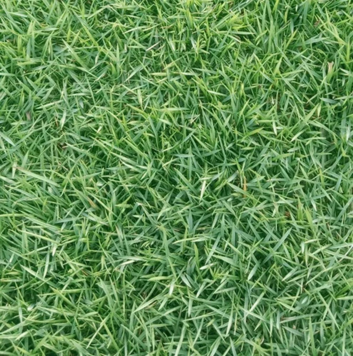 Bermuda Lawn Grass - Breed: Hybrid
