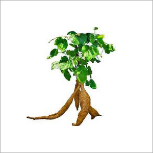 Kudzu Root Extract - 99% Pure, Strong Smell, Brown Color | Premium Quality Herbal Extract with High Nutritional Value and Long Shelf Life