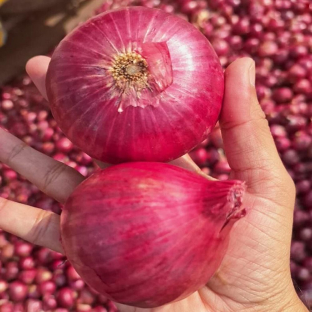 लाल प्याज - मन्ना एक्सपोर्ट्स