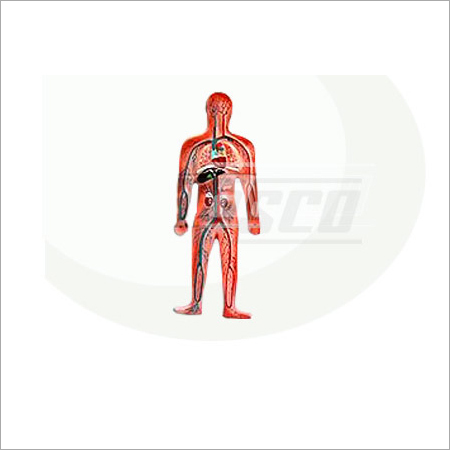 Human Body Circulatory System Model