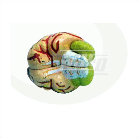 Human Brain Models