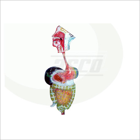 Human Digestive System