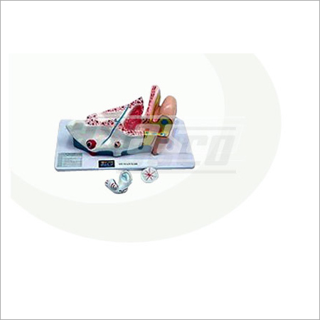 Human Ear Models
