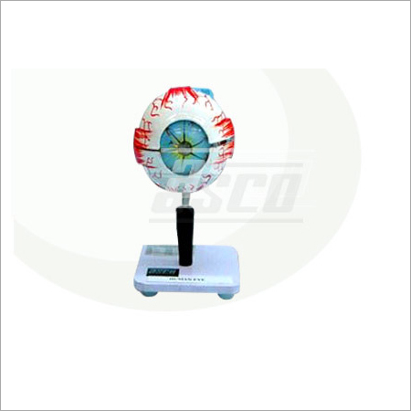 Human Eye Models